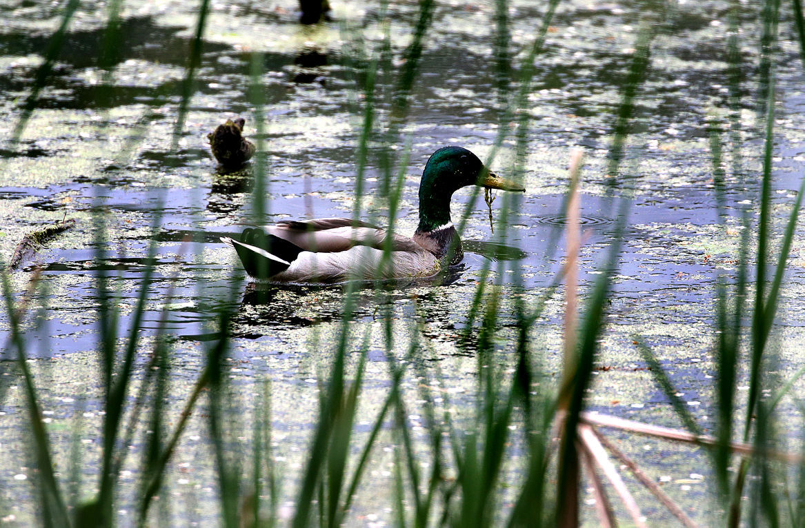 Wildlife in the La Crosse River marsh